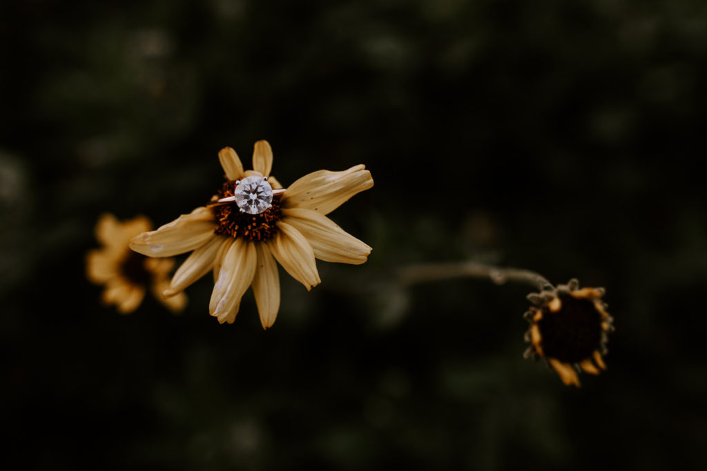 Photo of a ring on a flower